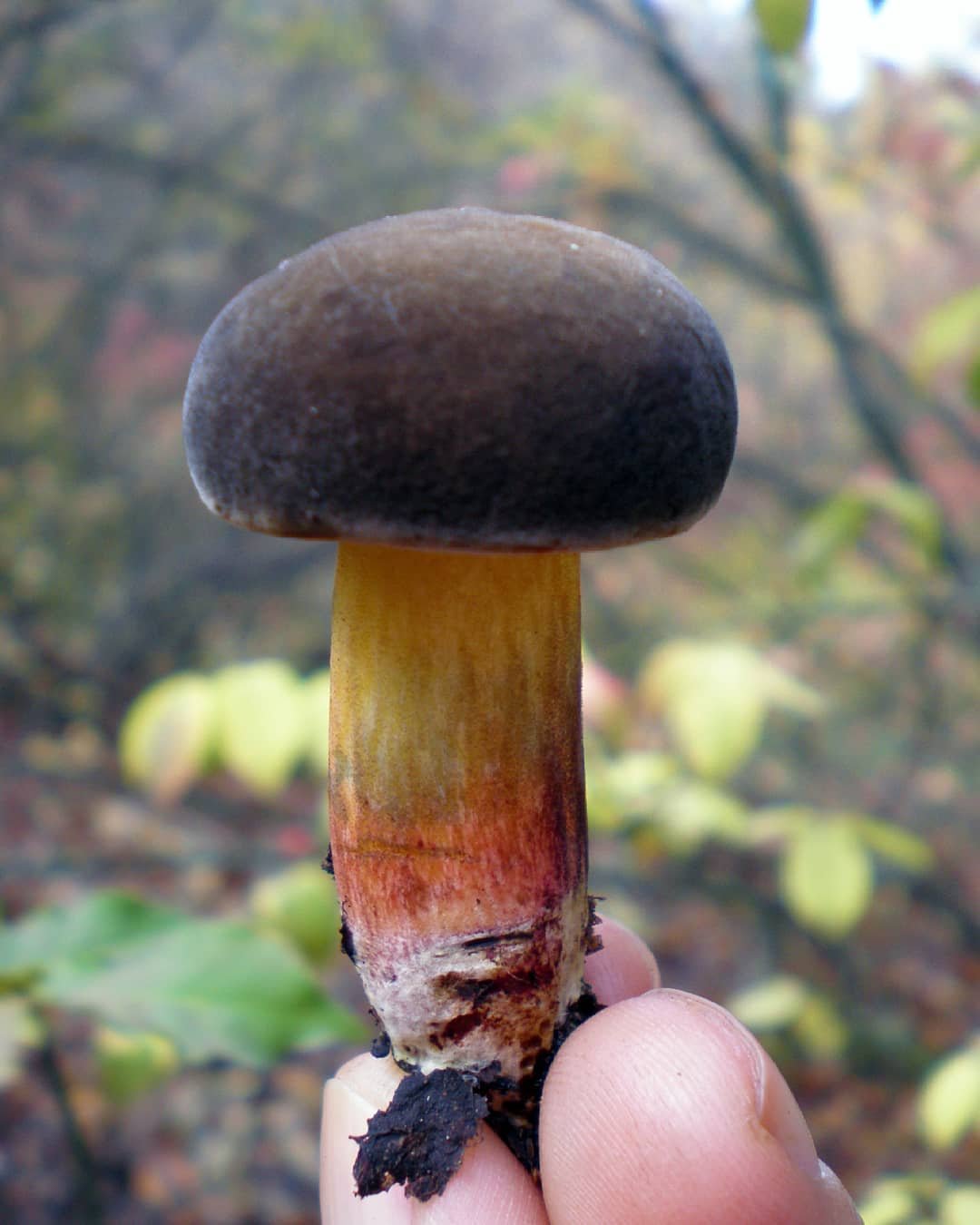 Гриб темно коричневая шляпка. Моховик. Моховик бархатный гриб. Гриб моховик пёстрый. Моховик бархатный Xerocomus pruinatus.