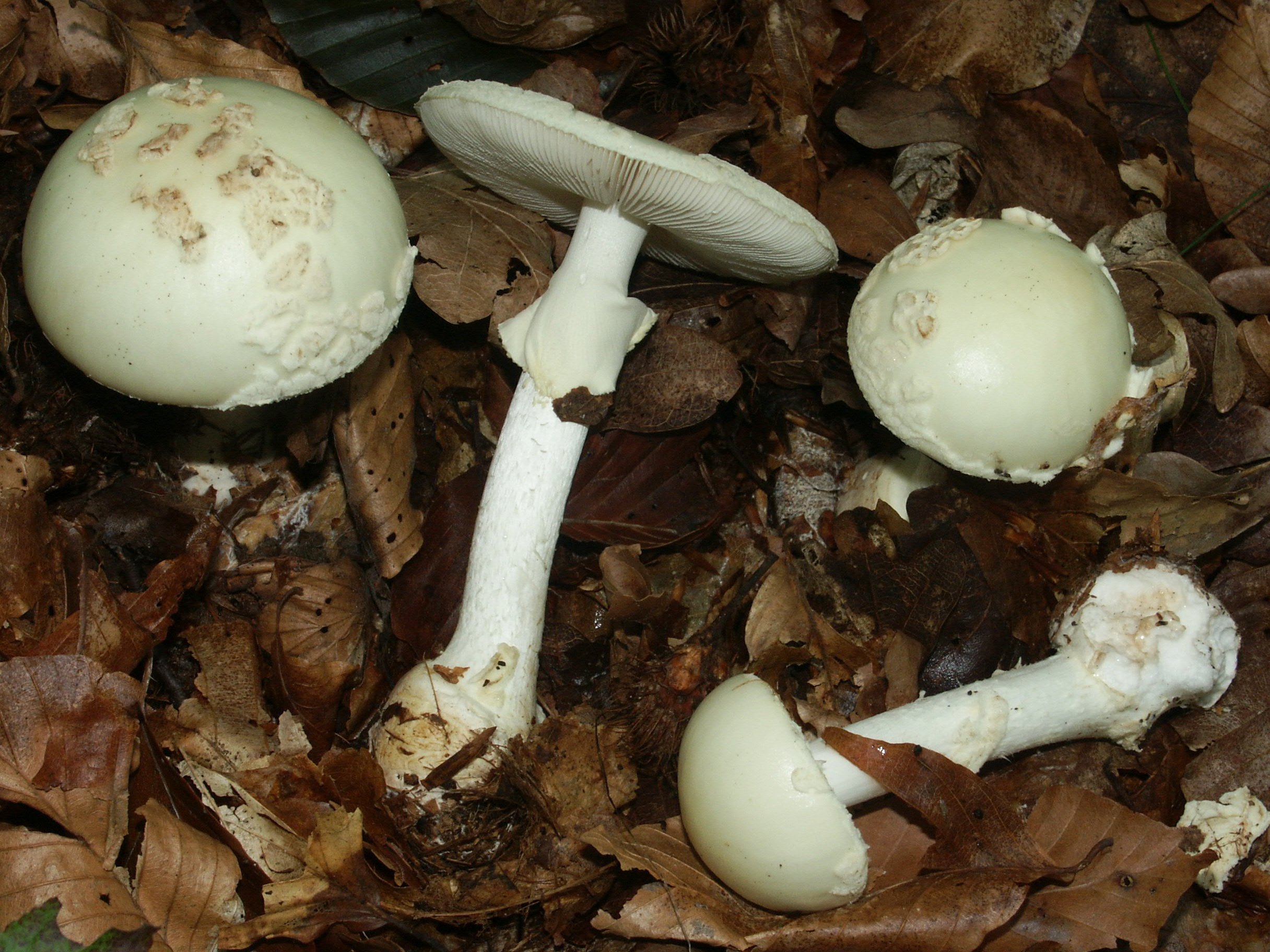 Какие грибы похожи на поганки. Бледная поганка. Бледная поганка гриб. Мухомор и бледная поганка. Мухомор поганковидный.