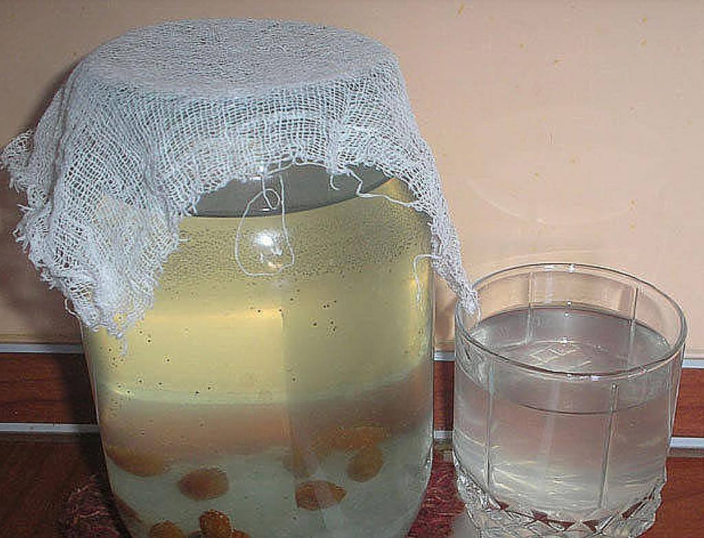 Выпить забортной воды из плафона. Индийский морской рис (зооглея). Зооглея морской рисовый гриб. Морской рисовый гриб индийский. Чайный рисовый гриб.
