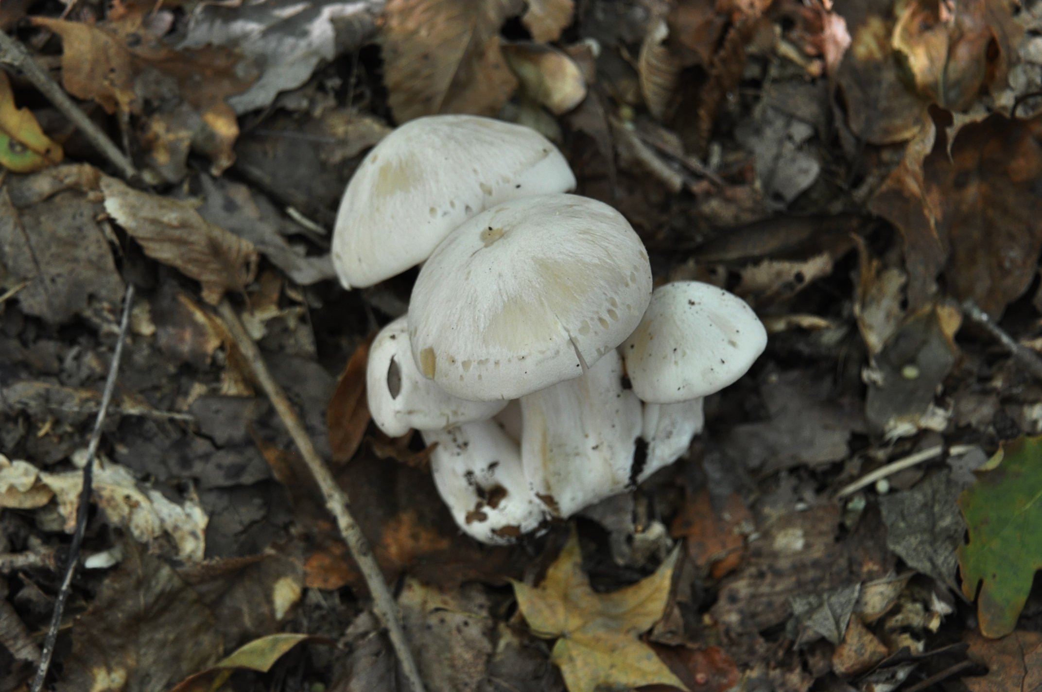 Ядовитые грибы краснодарского. Несъедобные грибы Краснодарского края. Съедобные грибы Краснодарского края. Не сьеедобные грибы Краснодарского края.