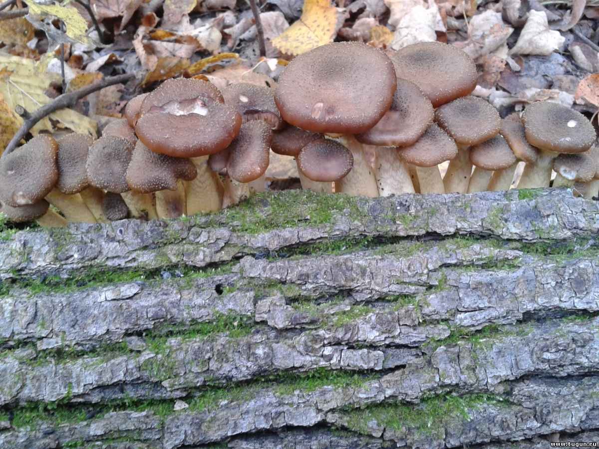 Съедобные грибы ушки