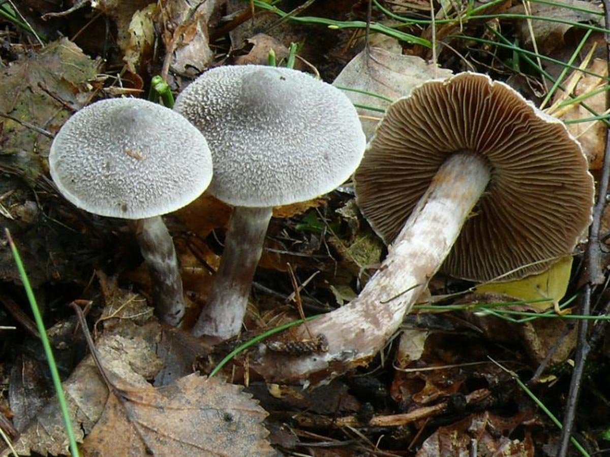 Пластинчатый гриб на дереве. Паутинник полуволосистый. Cortinarius hemitrichus. Паутинник болотный. Несъедобные пластинчатые грибы.