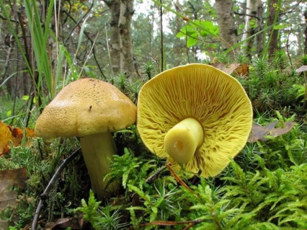 Подзеленки грибы. Рядовка серная Tricholoma Sulphureum. Рядовка серно-желтая. Гриб Козляк. Масленок Козляк.