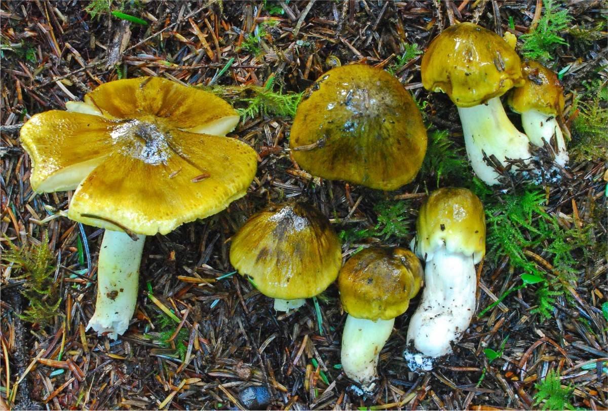 Зеленушка гриб. Зеленушка (Tricholoma equestre). Зеленушка гриб съедобный. Рядовка гриб зеленушка.