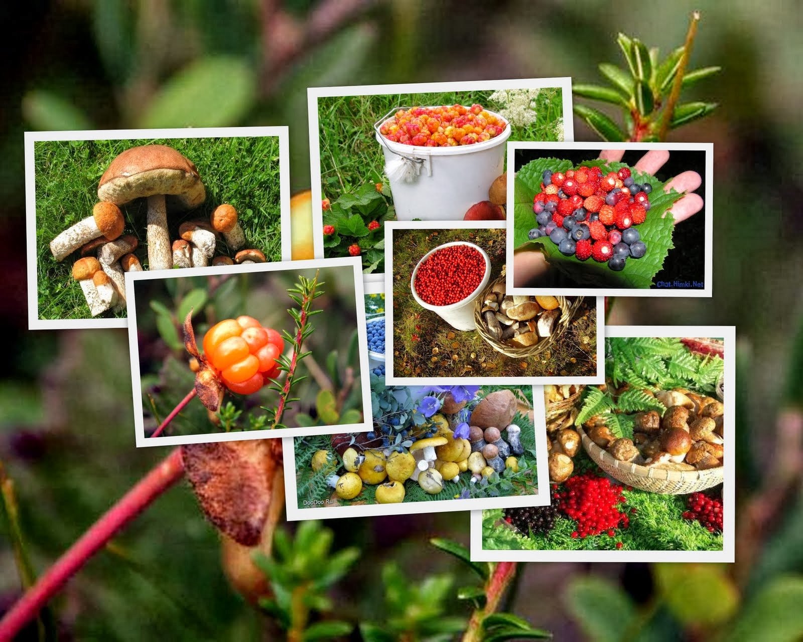 Что можно найти полезные. Грибы и ягоды. Лес грибы ягоды. Растительная пища в лесу. Ягоды грибы лекарственные растения.