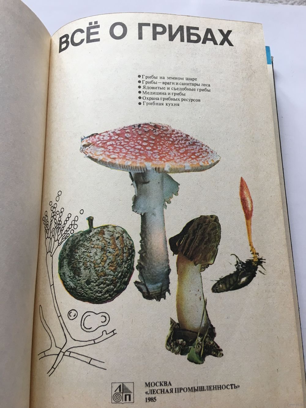 Книжка про грибы. Детская книга про грибы. Детские книги про грибы. Книги про грибы для детей.