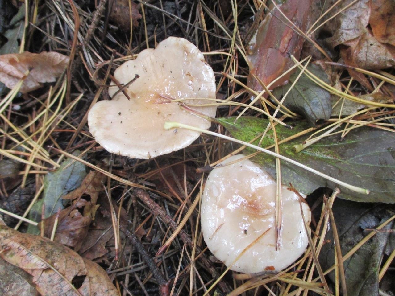 Слизистые грибы. Гриб чешуйчатка клейкая. Грибы со слизью. Осенний гриб со слизью на шляпке. Белые слизистые грибы.
