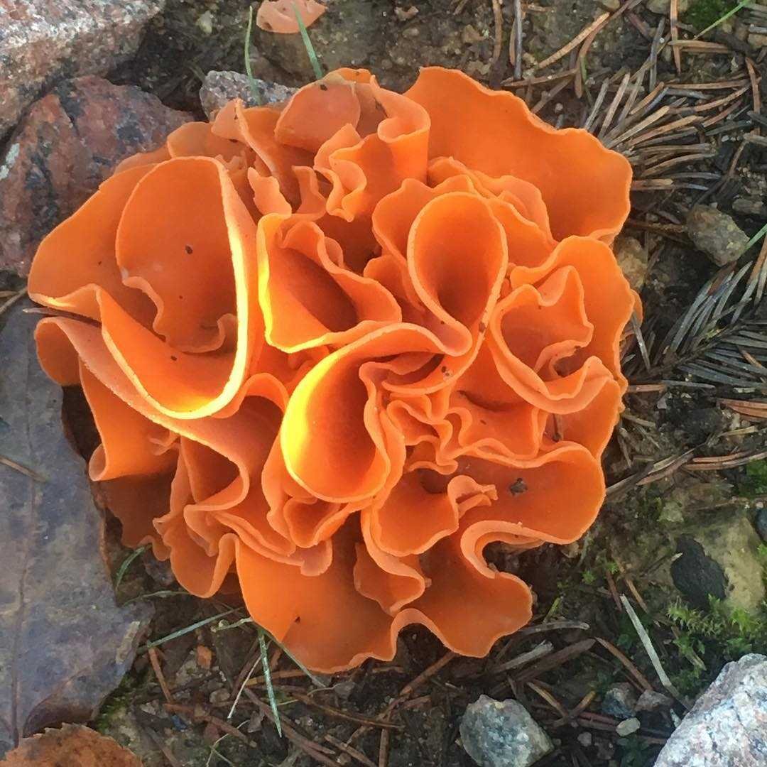 Оранжевые грибы съедобные