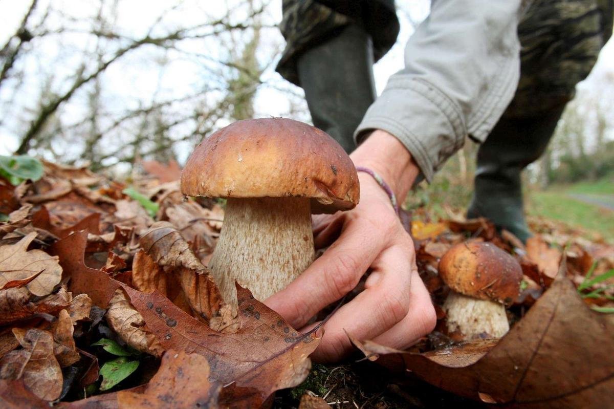 Грибы для людей и природы. Грибы. Полезные грибы. Полезные грибы для человека. Вредные грибы.