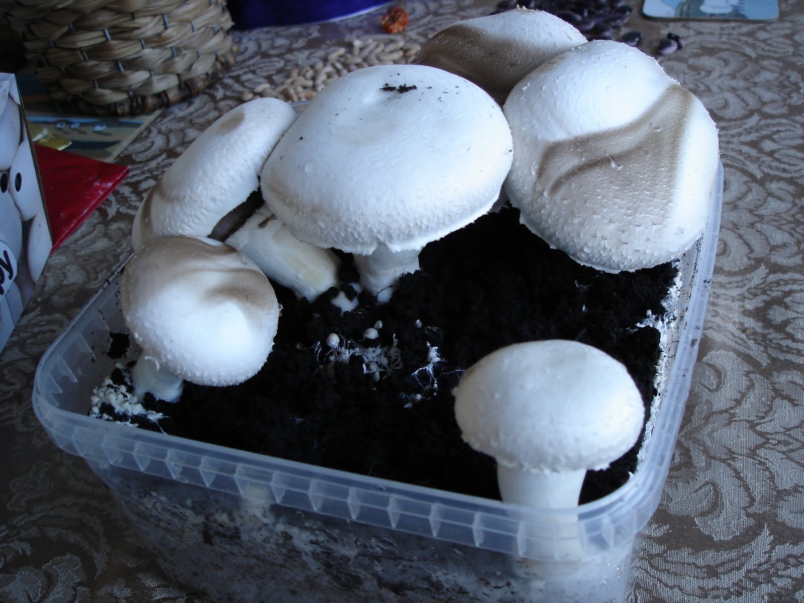 Условия выращивания гриба шампиньоны
