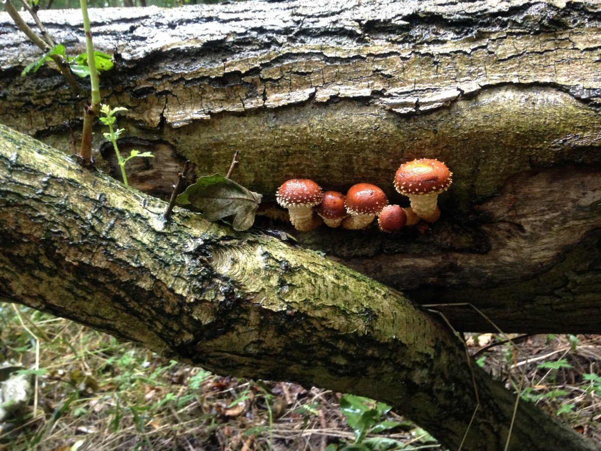 Лесные съедобные грибы растущие на деревьях