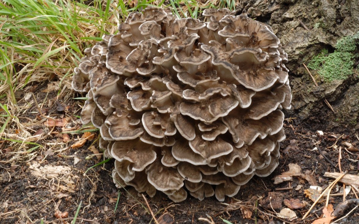 Съедобные грибы грифола курчавая