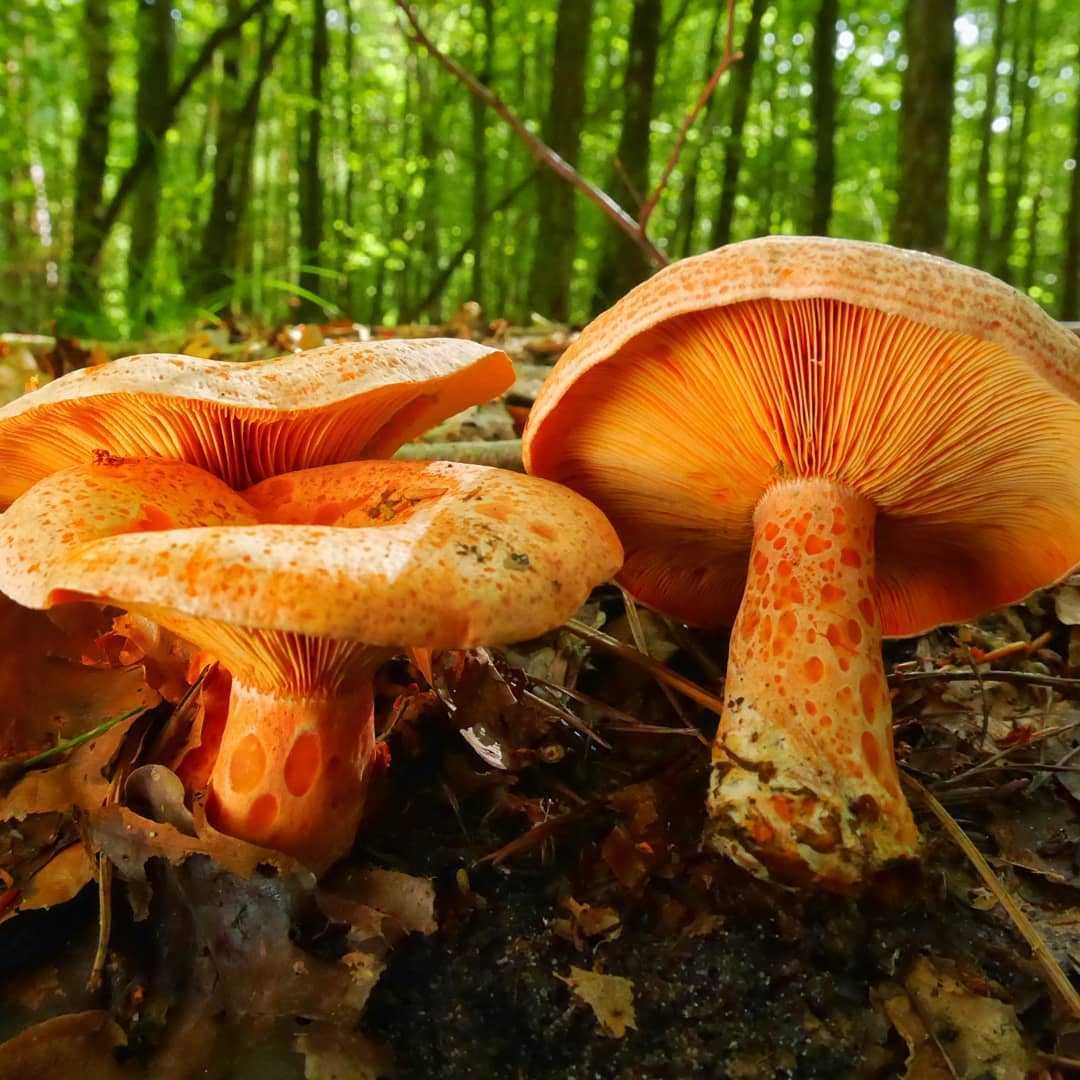 Маленькие рыжие грибы