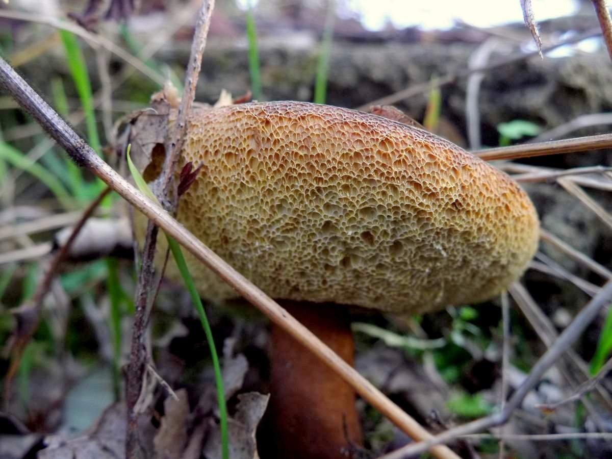 Каштановый гриб. Гиропор каштановый. Gyroporus castaneus. Гиропорус каштановый. Гиропорус каштановый гриб.