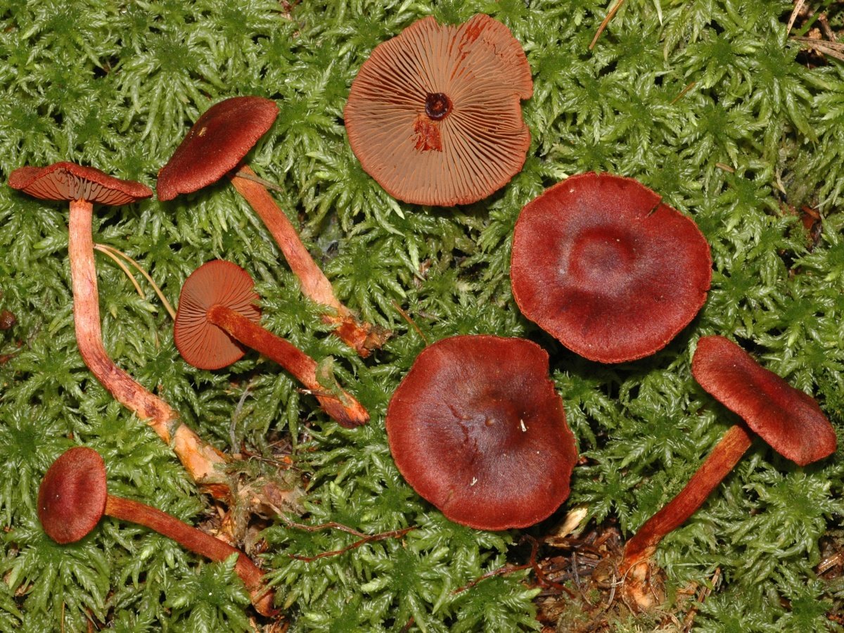 Лесные коричневые грибы