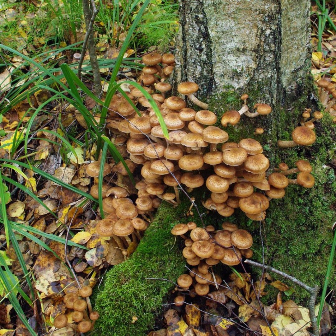 Весной есть грибы. Лесные опята. Опята грибы. Лесные опята съедобные. Опята осенние съедобные.