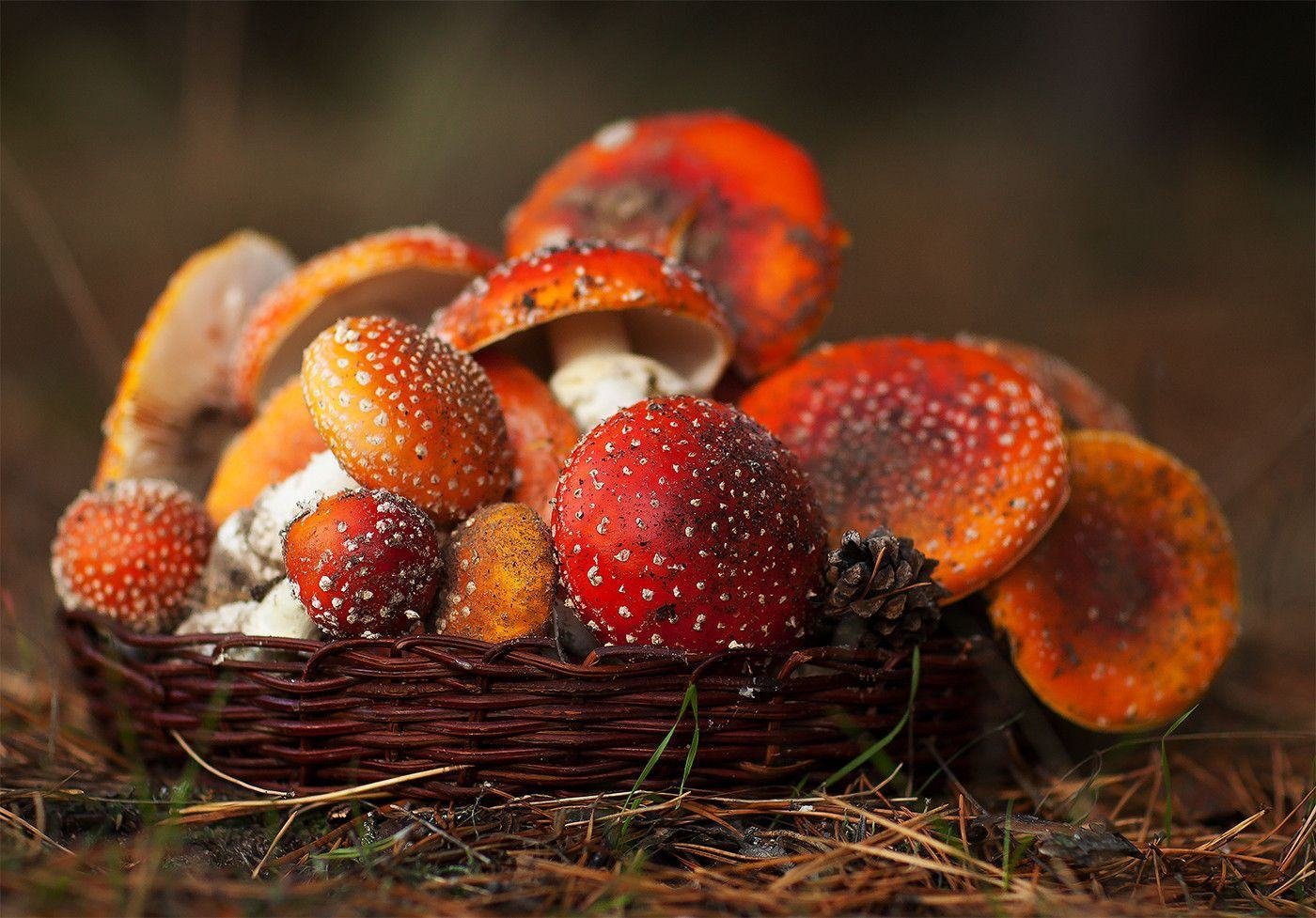Лето грибами осень плодами. Сухой мухомор красный Amanita muscaria. Корзинка с мухоморами. Лукошко с мухоморами. Красивые грибы.