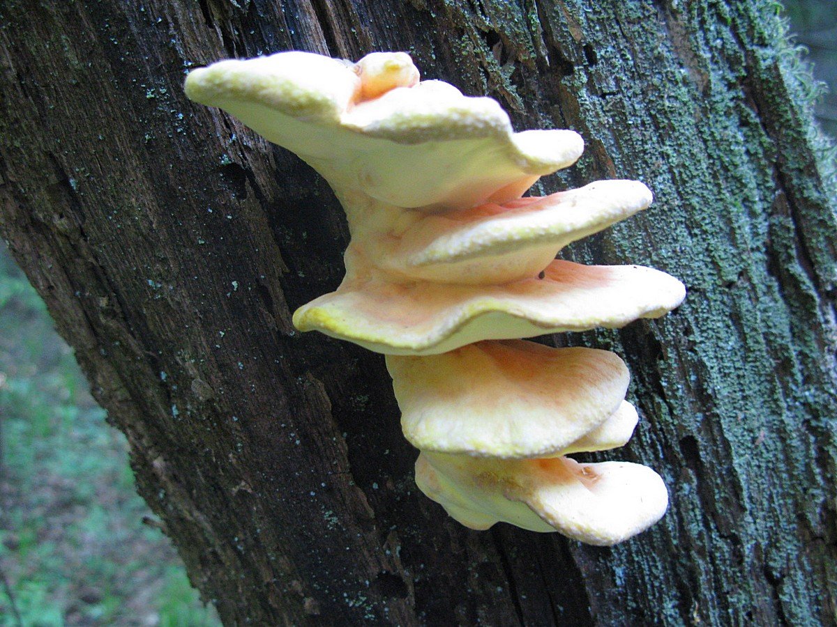Трутовик желтый гриб