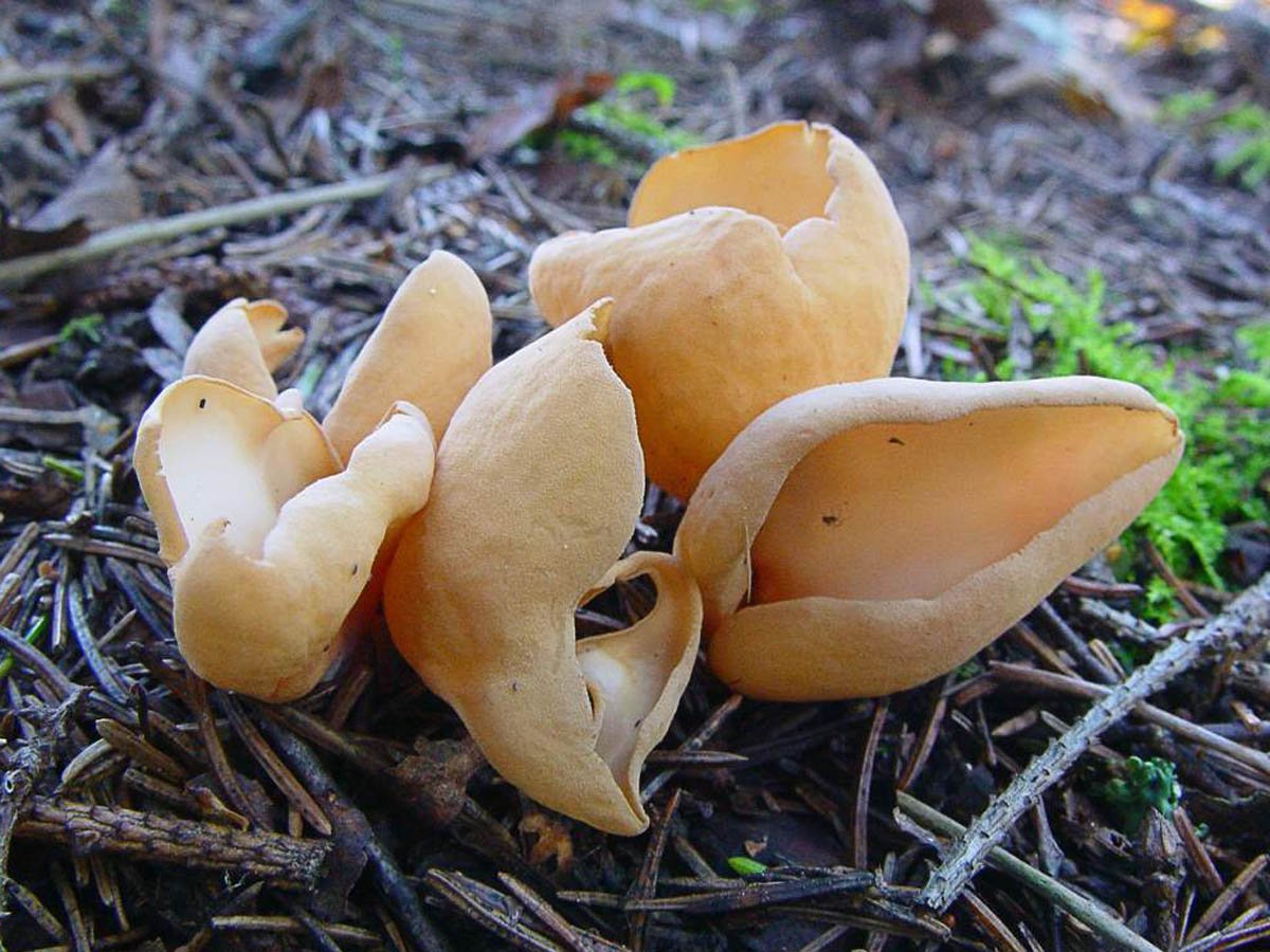 Весенние съедобные грибы фото и название. Otidea onotica. Отидея гриб. Отидея Ослиная. Гриб ослиные уши.