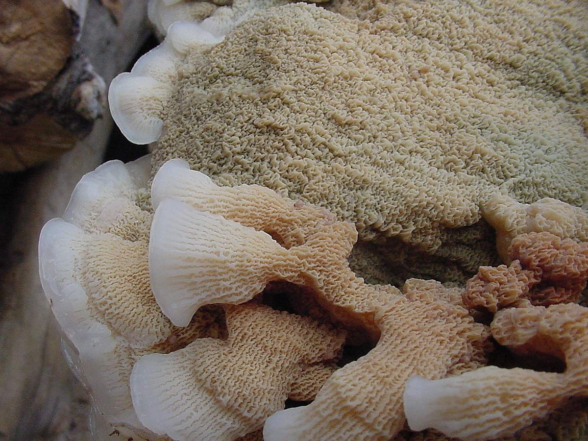 Морщинистый персиковый гриб