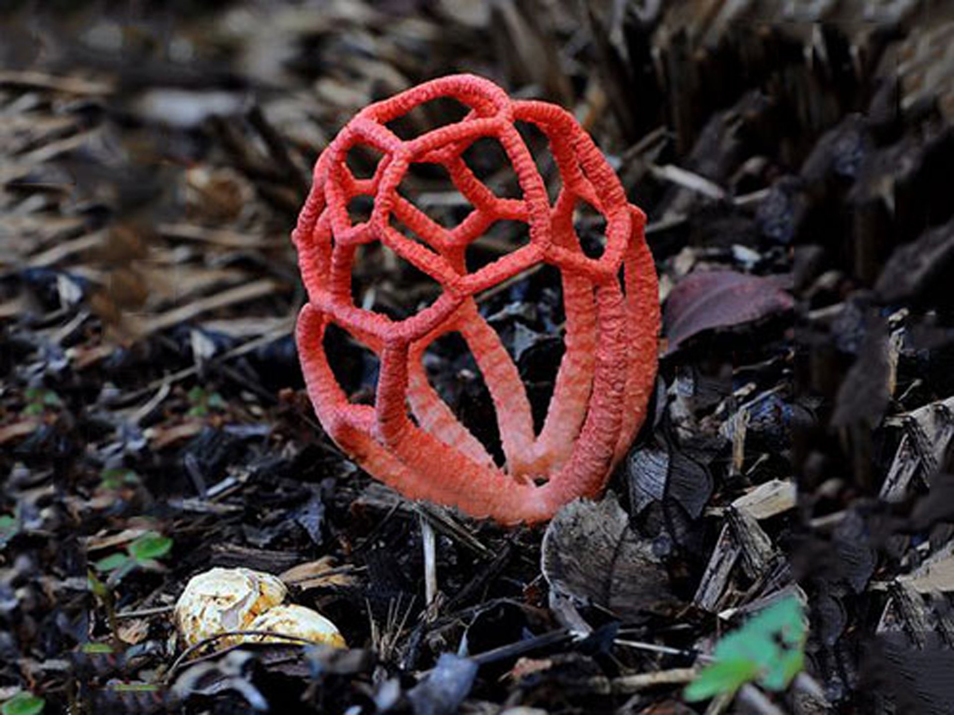 Включи редкие грибы. Гриб решеточник красный. Ядовитый гриб решеточник красный. Клатрус Рубер. Грип решёточник красный.