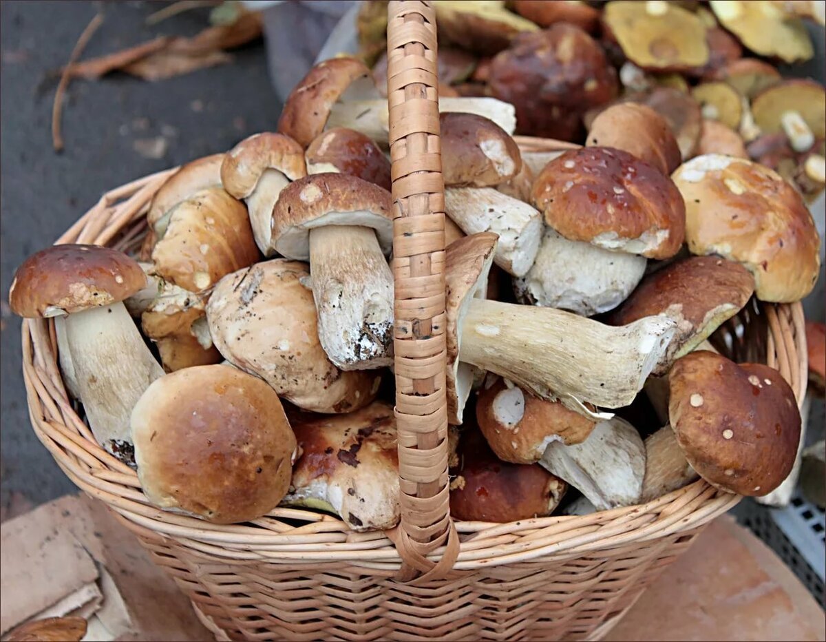 Заполнены грибами. Грибы в Приозерском районе. Самые вкусные грибы в России. Самые вкусные грибы. Съедобные питерские грибы.