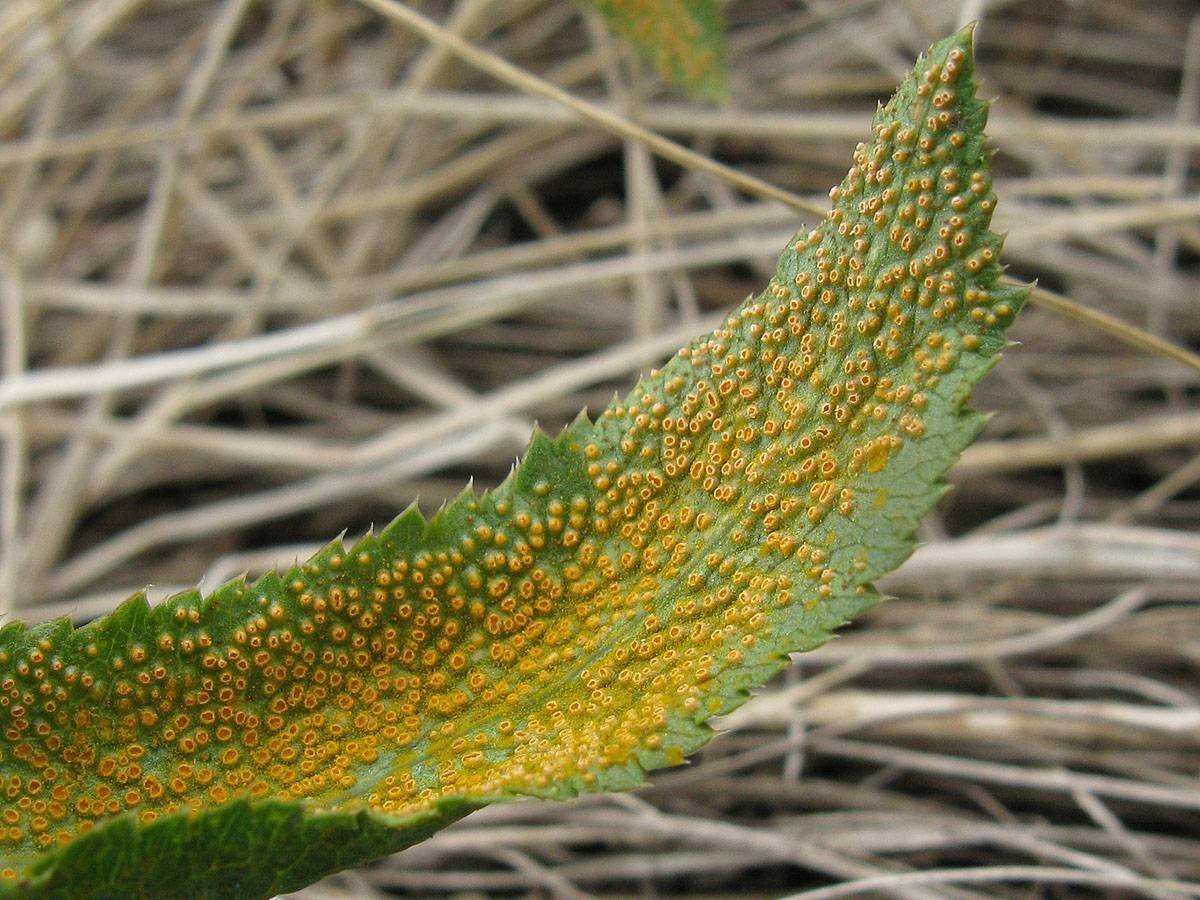 Ржавчинный гриб фото. Ржавчинные грибы Puccinia. Ржавчинный гриб паразит. Puccinia komarovii гриб. Phragmidium tuberculatum.