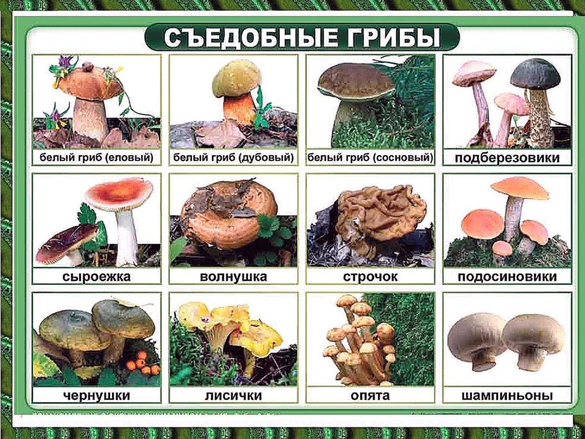 Съедобные и несъедобные грибы - красивые картинки (100 фото)