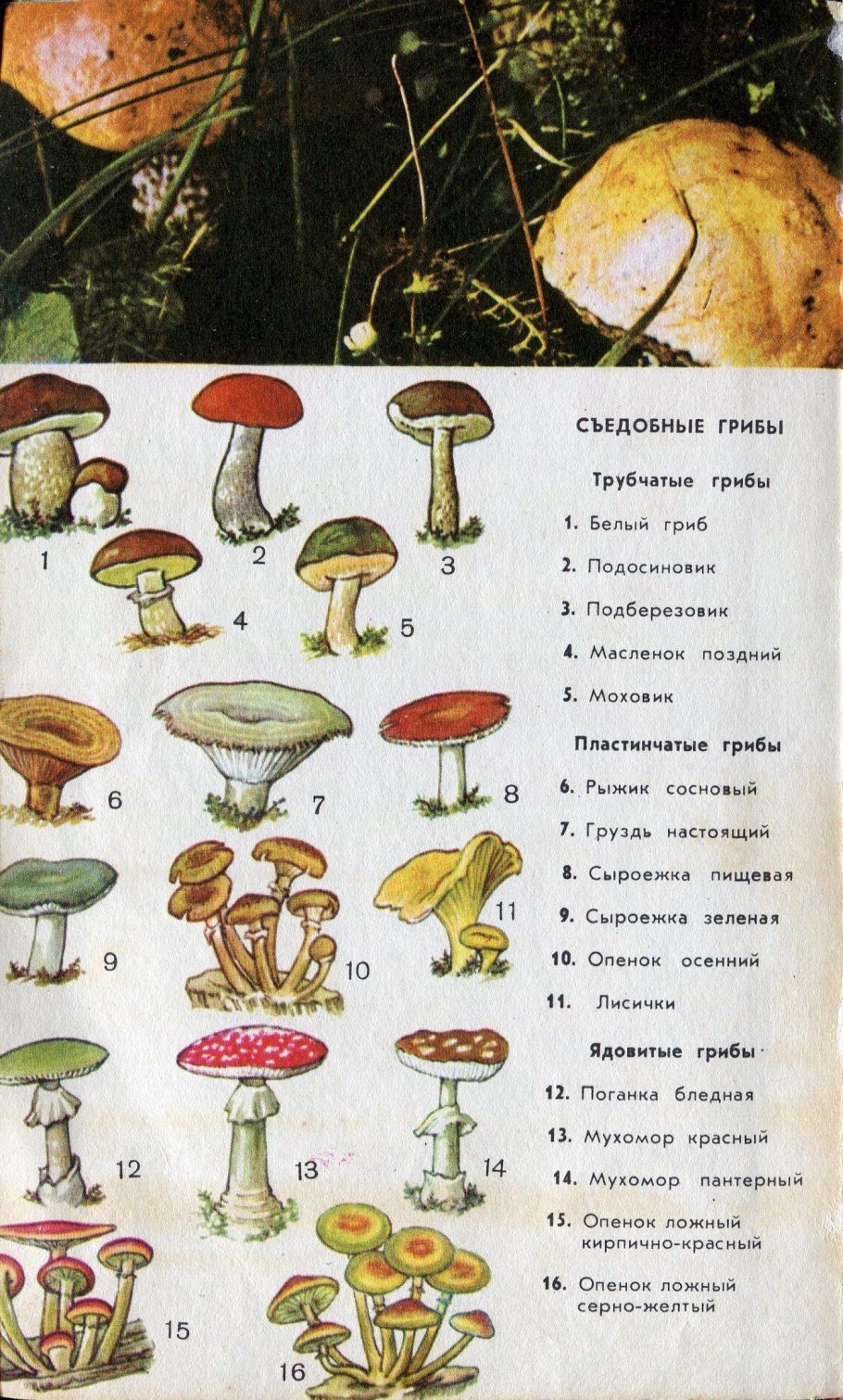 Какие съедобные грибы относятся к группе пластинчатых. Съедобные и несъедобные грибы пластинчатые и трубчатые. Пластинчатые грибы и трубчатые грибы список названий. Ядовитые грибы названия 5 класс трубчатые. Пластинчатые грибы ядовитые несъедобные.