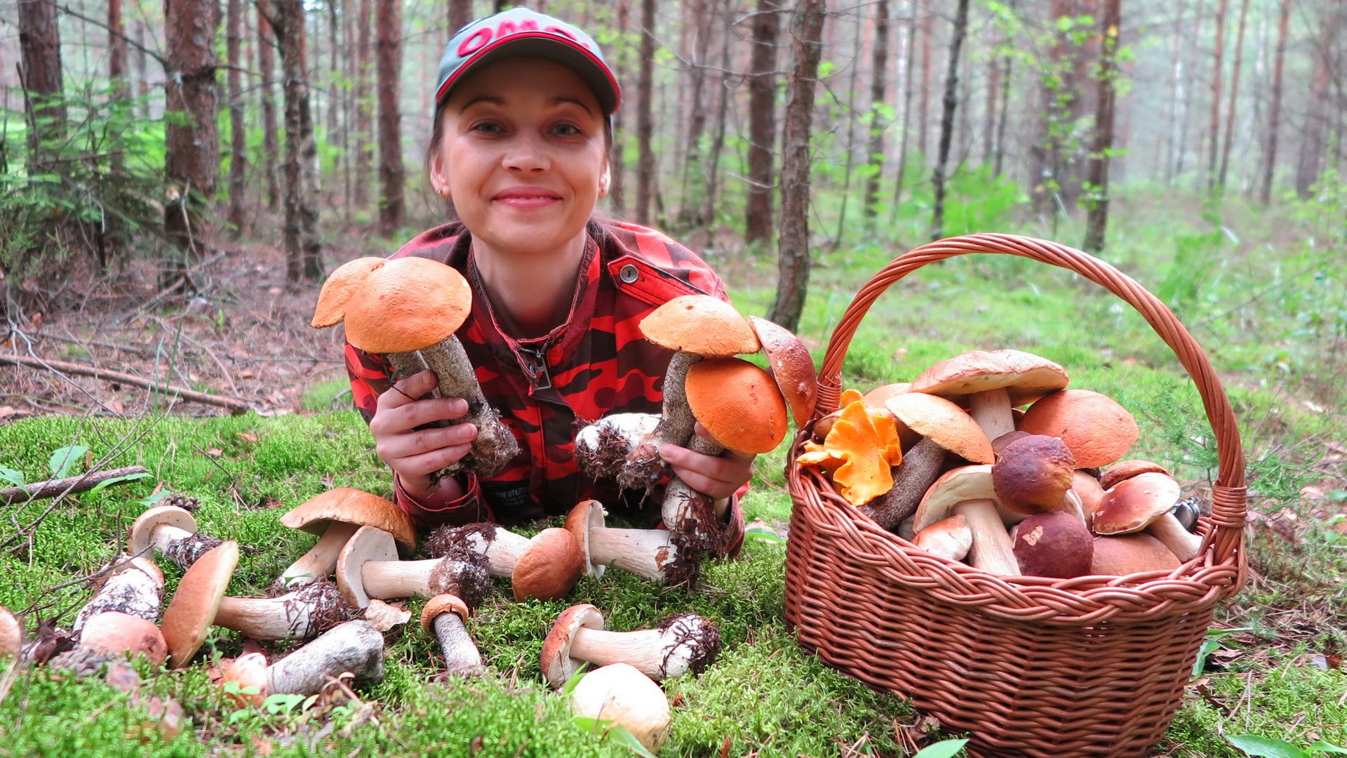 Picking mushrooms. Грибы в лесу. Сбор грибов в лесу. Сбор грибов в Подмосковье. Грибники в лесу.