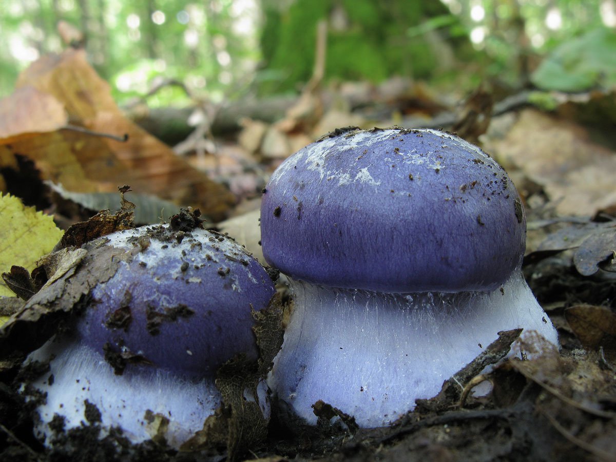 грибы синего цвета фото