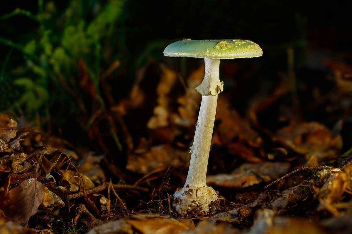 Зеленый гриб ядовитый