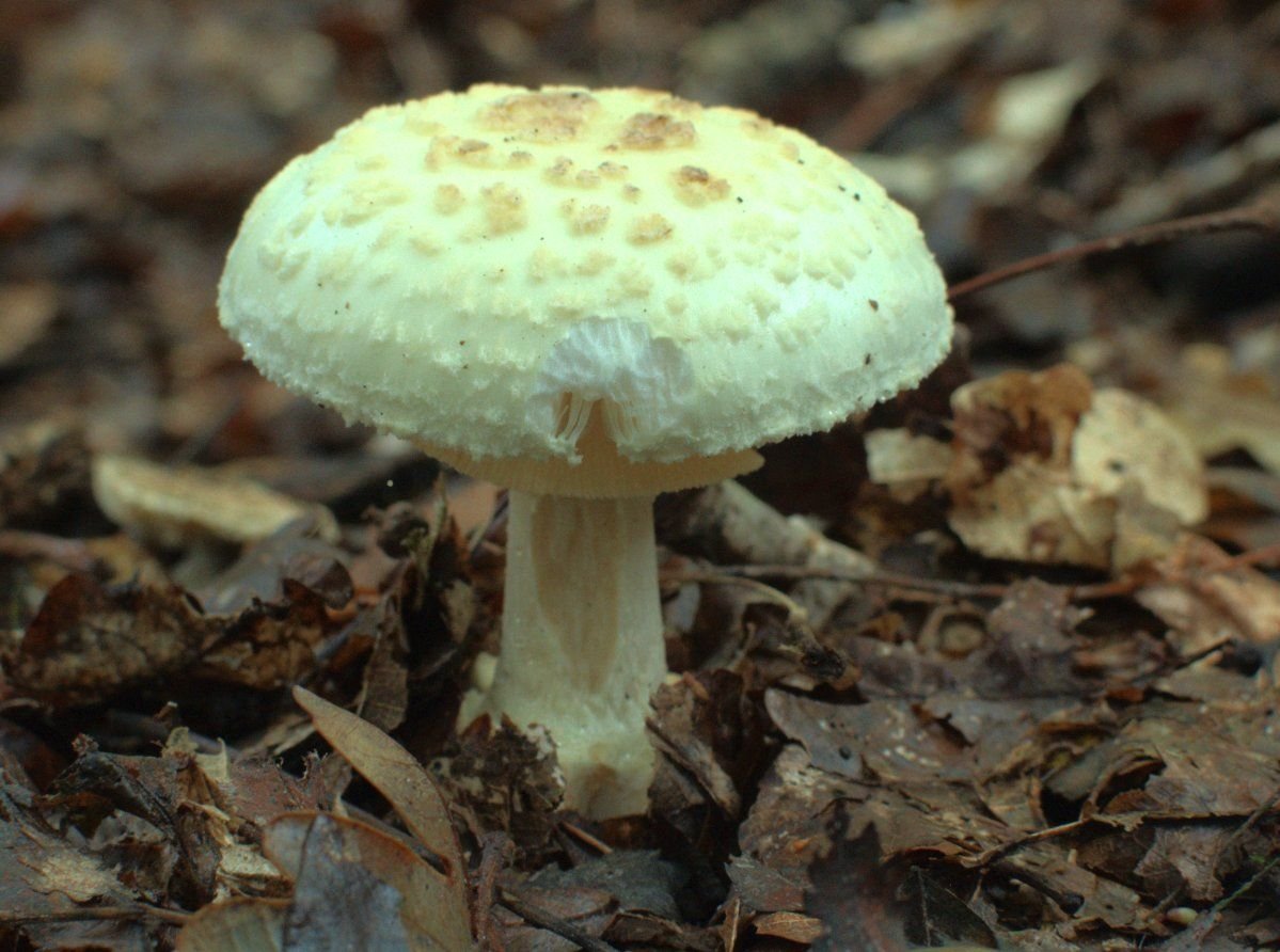 Бледная поганка смертельный гриб