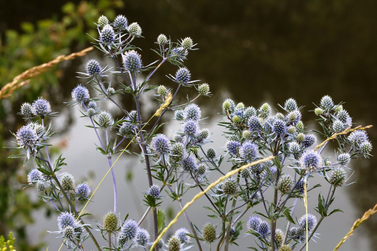 Сибирские травы векторные