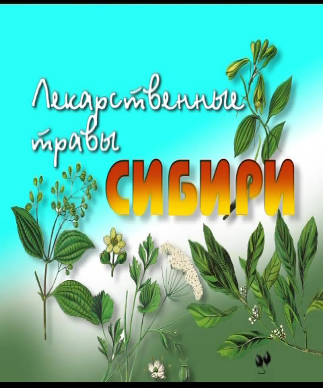 Шалфей полукустарник