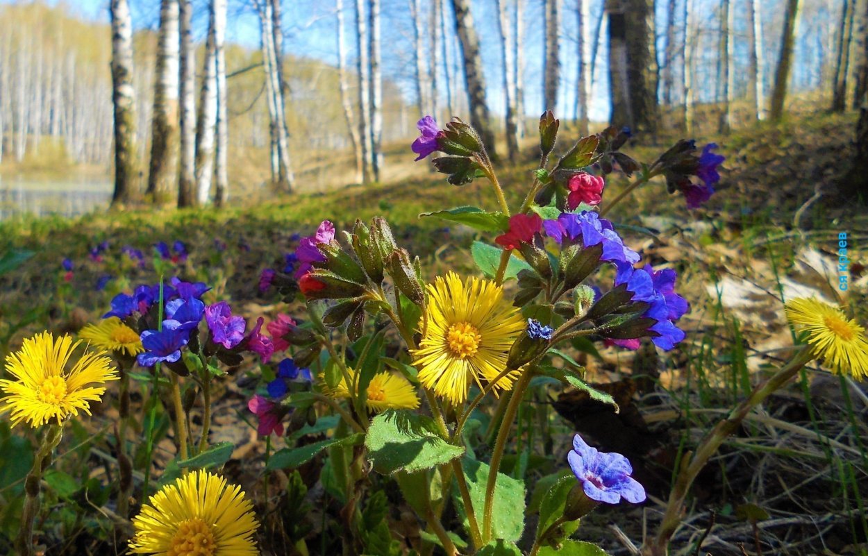 Желтые цветы. На Южном. Урале