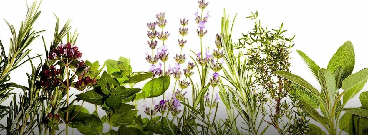 Медоносное разнотравье