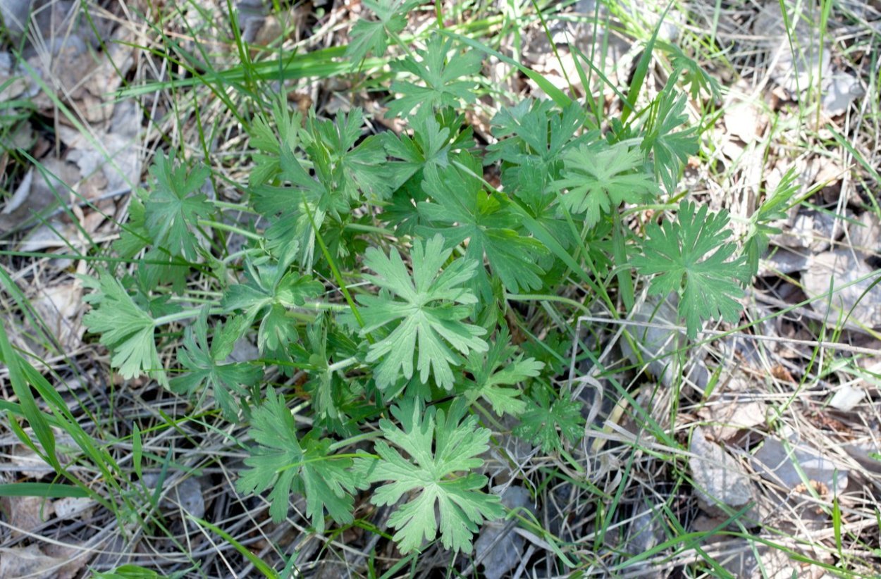 Кузнецкий Алатау кипрей