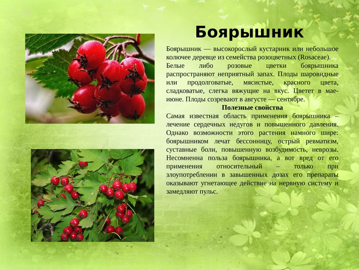 Лекарственные растения коллаж