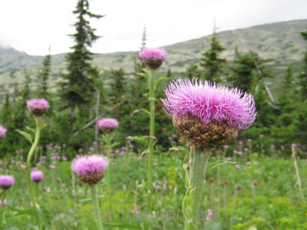 Травка Здравица