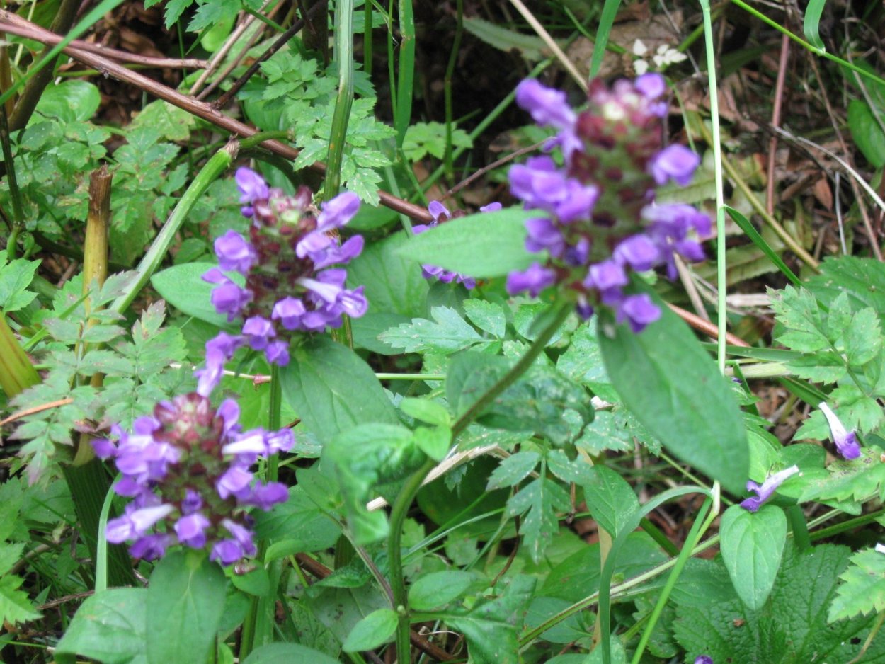 Лекарственные травы Сибири