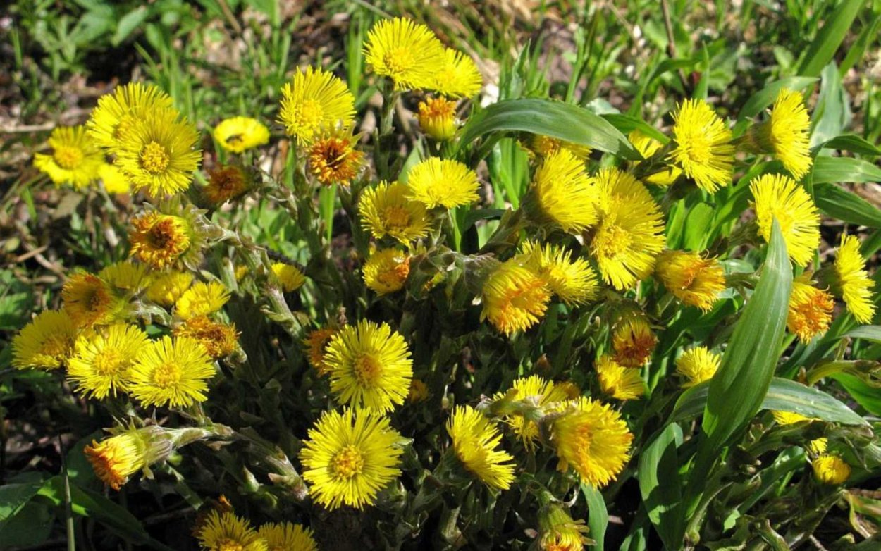 Брусника Якутск