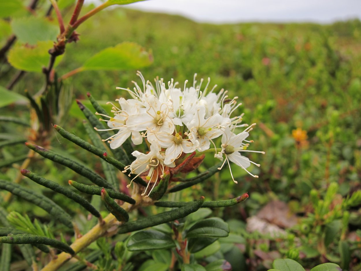 Бабушкины советы мудрости