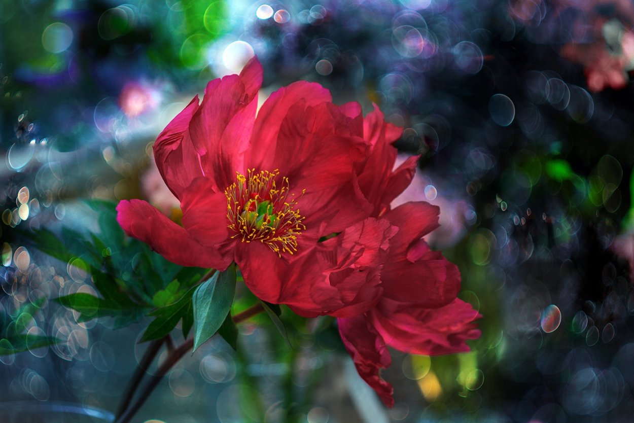 Волшебный цветок