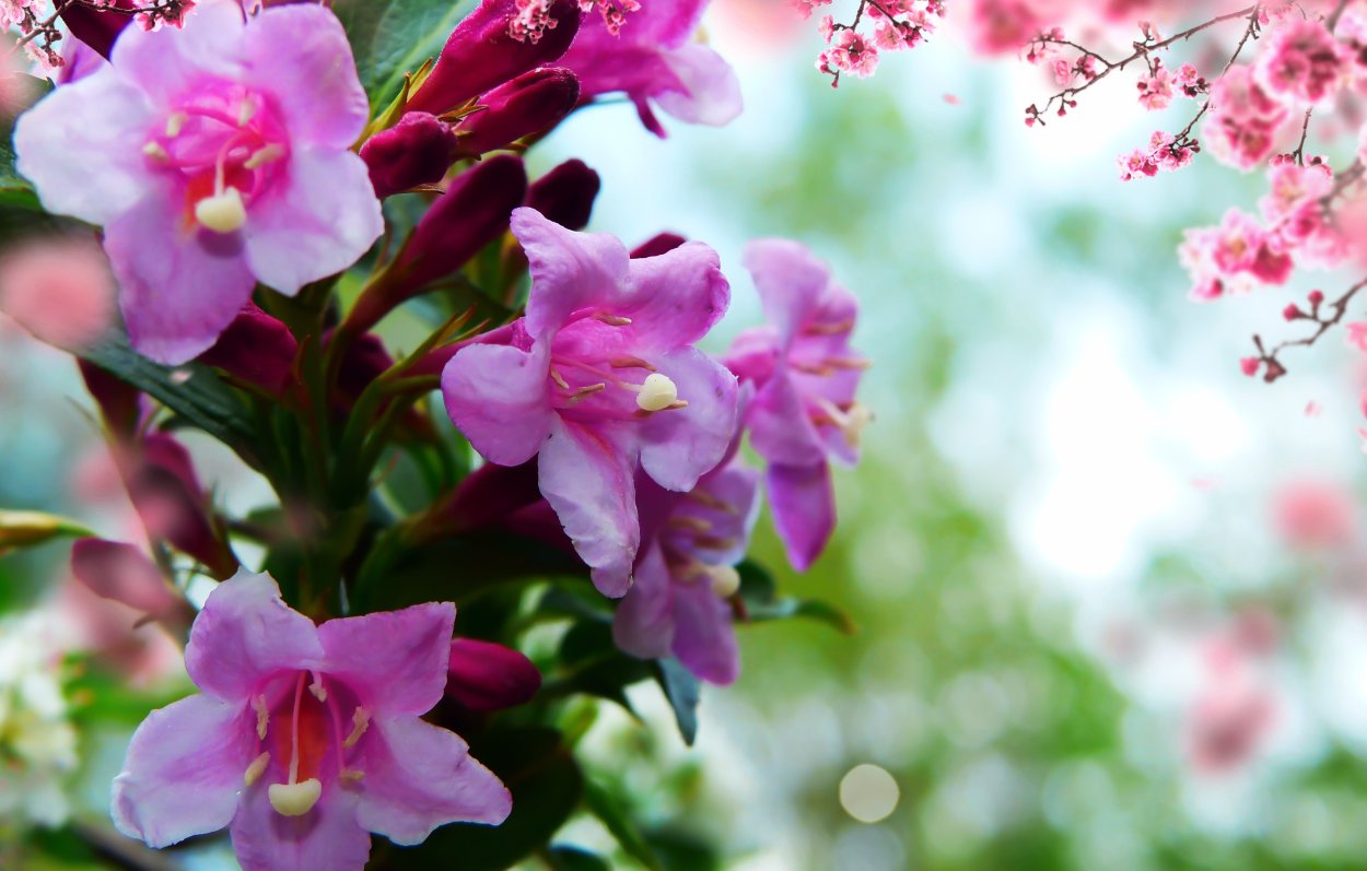 Прекрасные цветы