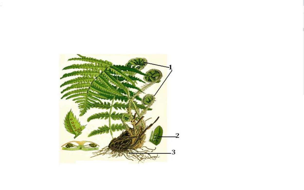 Споруляция папоротников