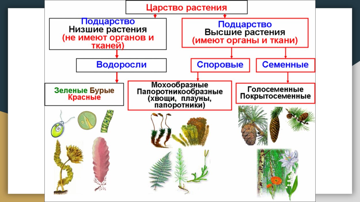 Орляк обыкновенный мхи
