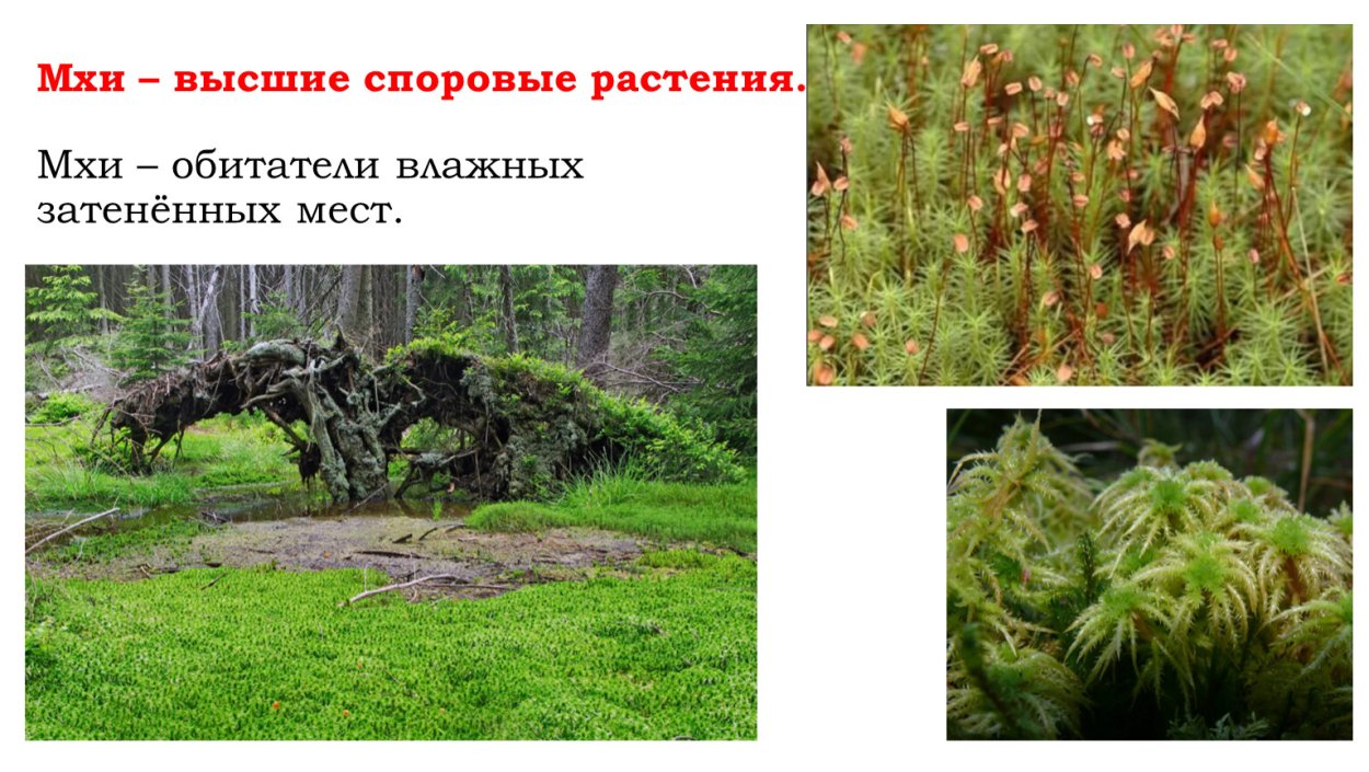 Споровые растения Папоротниковидные