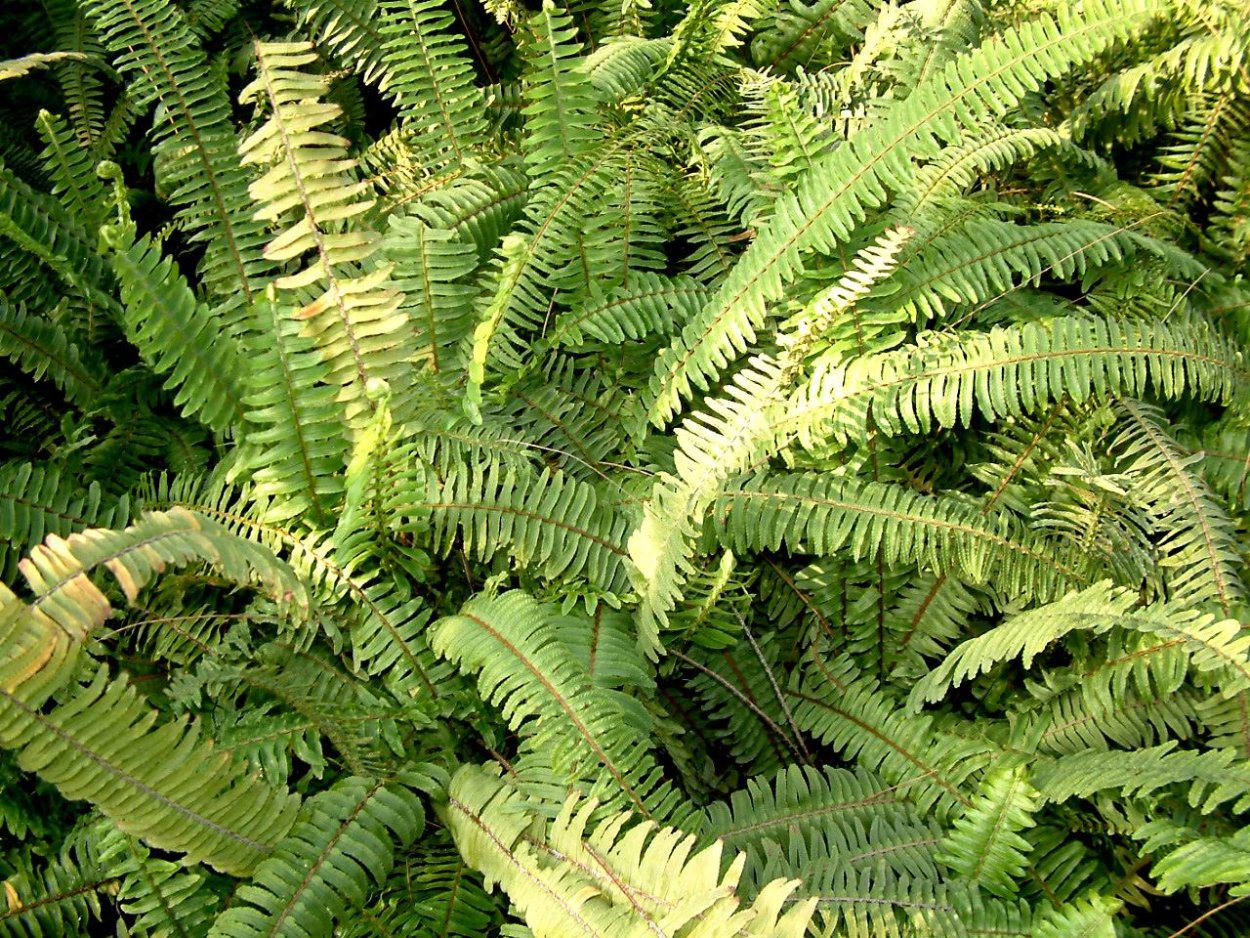 Фернс папоротник