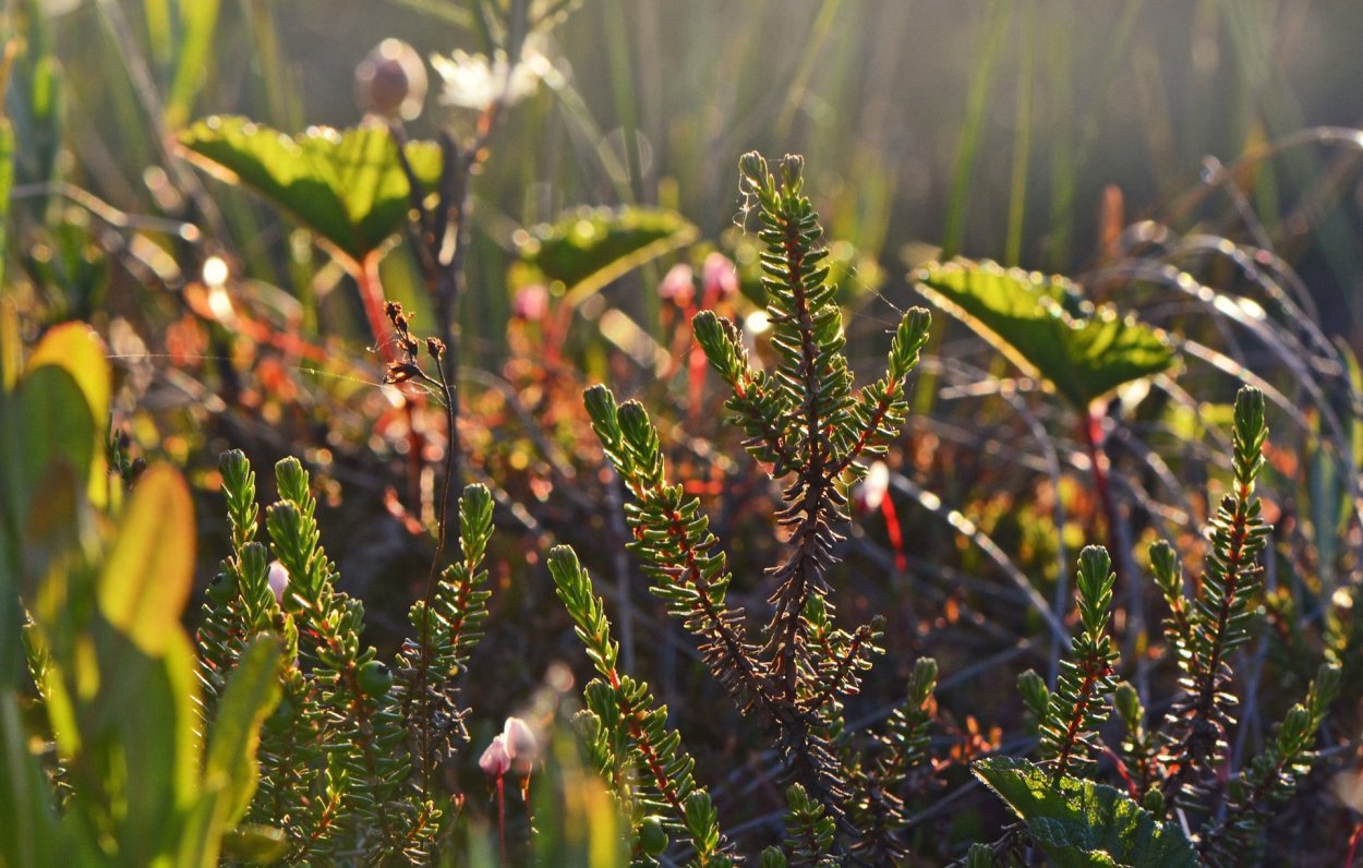 Гилокомиум блестящий мох